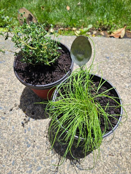 Limited Edition Spoon Herb Garden  Name Tag MINT